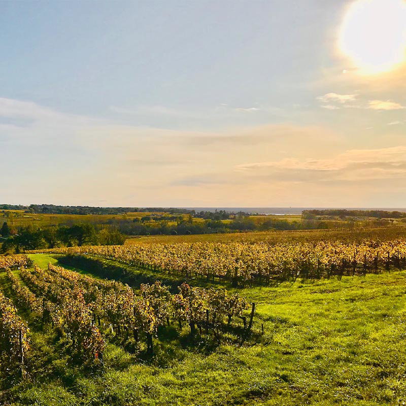 Sunlit vineyard stretching across rolling countryside under a bright sky.